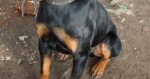 Roscoe