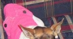 Foxy