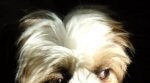 Harley Shih Tzu