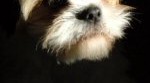 Harley Shih Tzu
