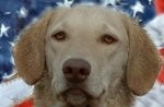 Maggie