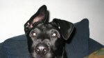 Sergent Pepper-Jack
