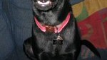 Sergent Pepper-Jack