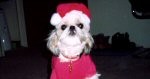 Peanut