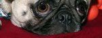 Worn out Pugsley