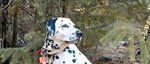 Dolly