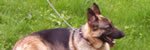 Sheba