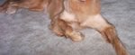 Roxie