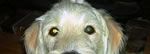 Spanky