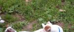 Sam, Otis and Murray